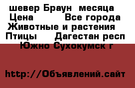 шевер Браун 2месяца › Цена ­ 200 - Все города Животные и растения » Птицы   . Дагестан респ.,Южно-Сухокумск г.